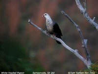 White-headed Pigeon - Columba leucomela