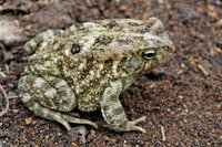 : Bufo regularis; Egyptian Toad