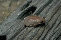 : Litoria rubella; Desert Tree Frog