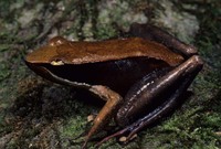 : Mantidactylus melanopleura