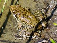 : Rana aurora; Red-legged Frog