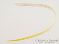 : Apterichtus sp.
