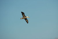 : Phoebastria irrorata; Waved Albatross