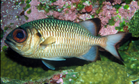 : Myripristis adusta; Shadowfin Soldierfish