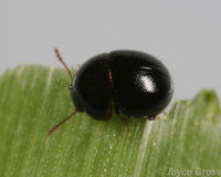 : Agathidium sp.; Round Fungus Beetle