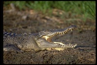 : Crocodylus porosus; Salt Water Crocodile