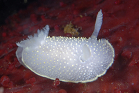 : Acanthodoris hudsoni; Hudson's Horned Dorid