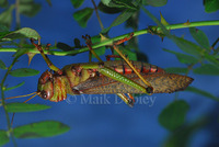: Tropidacris collaris; Giant Grasshoper