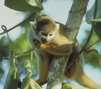 Black-capped squirrel monkey (Saimiri boliviensis peruviensis)