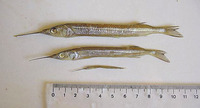 Hyporhamphus unifasciatus, Common halfbeak: fisheries, bait