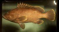Epinephelus undulatostriatus, Maori grouper: fisheries