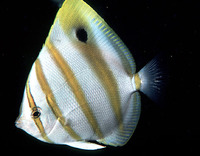 Parachaetodon ocellatus, Sixspine butterflyfish: aquarium