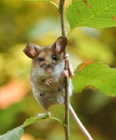 Image of: Peromyscus maniculatus (deer mouse)