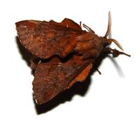 Image of: Phyllodesma americana (lappet moth)
