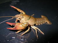 Image of: Orconectes immunis (calico crayfish)