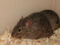 Arvicanthis niloticus - African Grass Rat