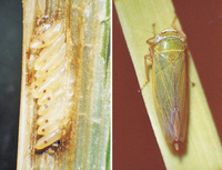 끝동매미충(매미목:매미충과) Nephotettix cincticeps (Uhler)