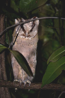 Oriental Bay-Owl - Phodilus badius