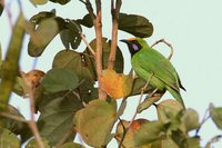 Golden-fronted Leafbird - Chloropsis aurifrons