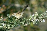 Graceful Warbler on Rosemary
