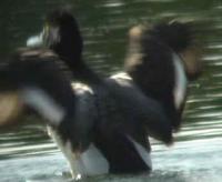 above - a series of pictures (from a video) of the Lesser Scaup, Monkmoor Pool 07/06/05 ©