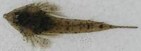 ネズミゴチ Repomucenus curvicornis