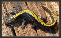 : Ambystoma macrodactylum macrodactylum; Western Long-toed Salamander