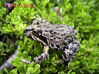 : Pleurodema thaul; Chilean Four-eyed Frog