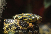 : Eunectes notaeus; Yellow Anaconda