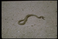 : Hypsiglena torquata ochrorhyncha; Night Snake