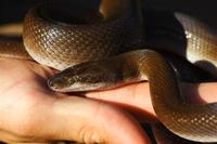 : Lamprophis fulignosus; Common House Snake