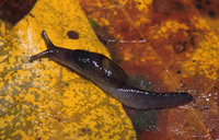 : Hemphillia dromedarius; Dromedary Jumping-slug