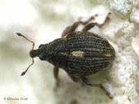 Rhinoncus pericarpius