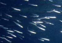 Jenkinsia lamprotaenia, Dwarf round herring: fisheries, bait