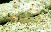 Coryphopterus alloides, Barfin goby: