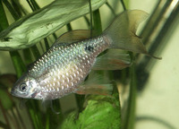 Puntius conchonius, Rosy barb: aquarium