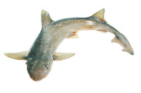Mustelus lenticulatus, Spotted estuary smooth-hound: fisheries, gamefish