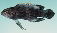 Plesiops coeruleolineatus, Crimsontip longfin: aquarium