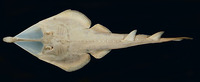 Rhinobatos thouin, Clubnose guitarfish: fisheries