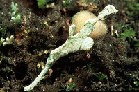 Solenostomus armatus, Armored pipefish: