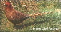 Copper Pheasant, Syrmaticus soemmeringii