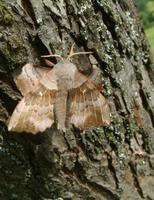 Laothoe populi - Poplar Hawk-moth