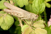 Anacridium aegyptium - Egyptian Locust