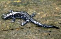 Image of: Ambystoma laterale (blue-spotted salamander)