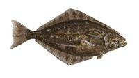 Image of: Hippoglossus stenolepis (Pacific halibut)