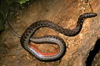 Image of: Clonophis kirtlandii (Kirtland's snake)