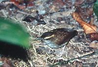 Bornean Stubtail - Urosphena whiteheadi