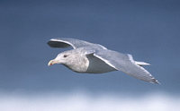 Glaucous-winged Gull (Larus glaucescens) photo