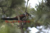 191 밤색날개뻐꾸기  Red-winged Cuckoo