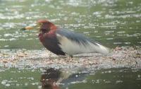 Chinese Pond-Heron Ardeola bacchus